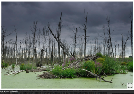 2 lutego obchodzimy World Wetland Day, czyli Światowy Dzień Mokradeł