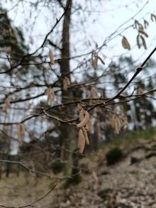 Leszczynowe „kotki”