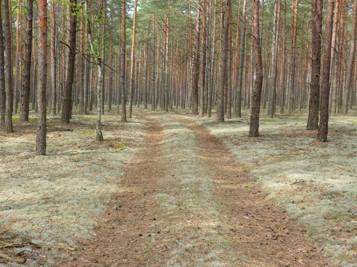 Bory Chrobotkowe Puszczy Noteckiej (fot. A. Winkler)