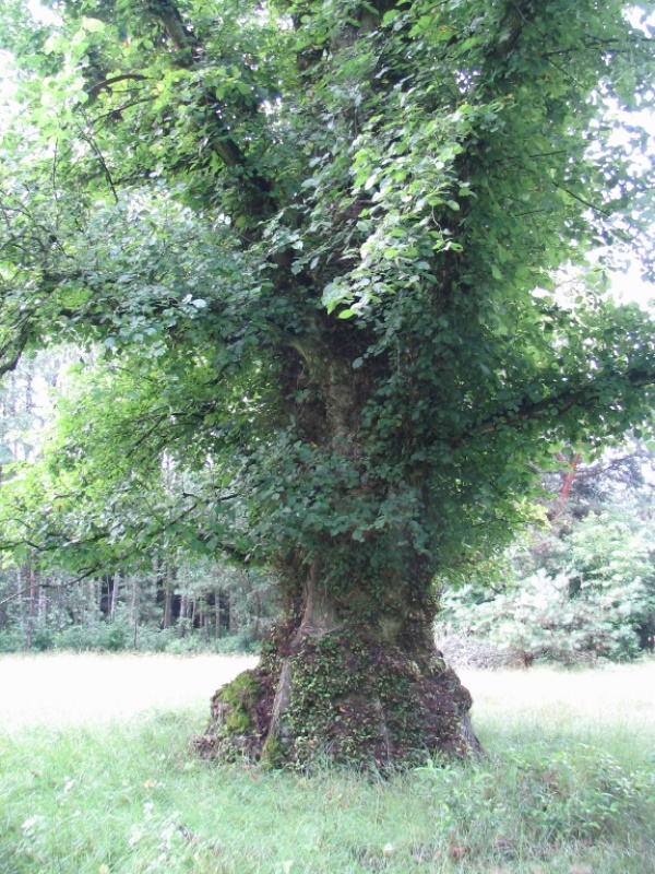 Wiąz szypułkowy (fot. A. Winkler)