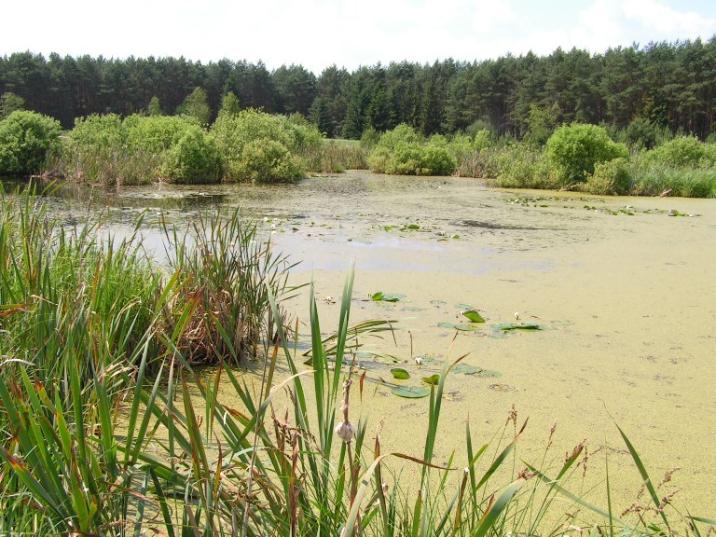 Użytek ekologiczny „Bagno" (fot. L. Jankowiak)